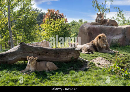 L'Afrique en captivité lions (Panthera leo) lion fierté avec les hommes et la lionne se reposant dans zoo / parc animalier / Le jardin zoologique Banque D'Images