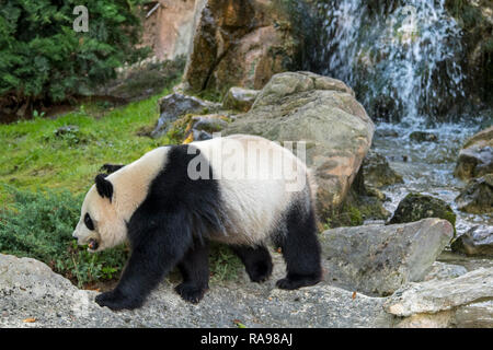Panda géant (Ailuropoda melanoleuca) Balade en face de cascade, zoologique ZooParc de Beauval, en France Banque D'Images