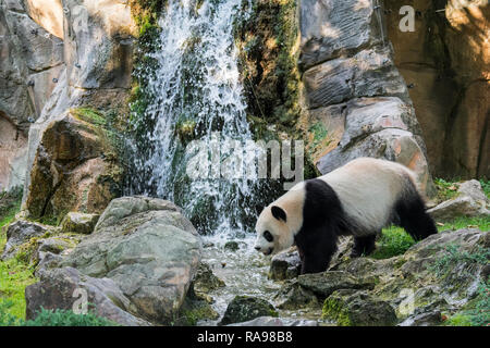 Panda géant (Ailuropoda melanoleuca) debout devant une cascade, zoologique ZooParc de Beauval, en France Banque D'Images