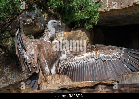 Soleil vautour fauve (Gyps fulvus) dans la région de falaise montrant horaltic posent en répandant des ailes à réchauffer Banque D'Images