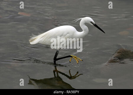 Image détaillée d'une aigrette à la frontière du fleuve Douro Banque D'Images