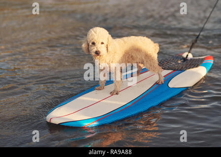 Un chien caniche faisant du surf sur le coucher du soleil fond clair Banque D'Images