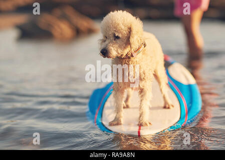 Un poodle dog sur planche de surf sur le coucher du soleil de couleur orange Banque D'Images