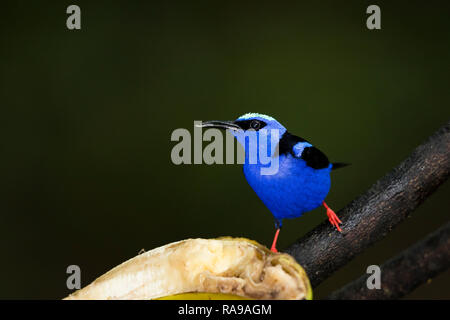 Red-legged honeycreeper en forêt du Costa Rica Banque D'Images