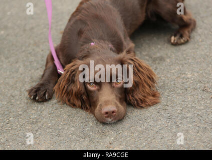 Un Sprocker jeunes brown Spaniel couché. Banque D'Images