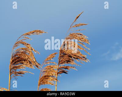 Graines Reed qui souffle dans la brise en automne doré léger avec un ciel bleu Banque D'Images