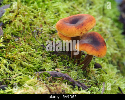 Les champignons poussant sur un arbre couvert de mousse verte tronc dans un bois Banque D'Images