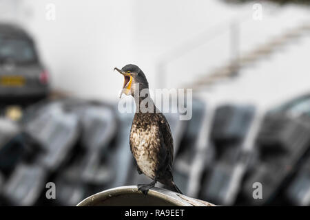 Un jeune Cormoran à aigrettes Phalacrocorax auritus double avec un projet de loi Banque D'Images