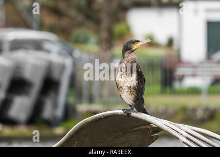 Un jeune Cormoran à aigrettes Phalacrocorax auritus double. Banque D'Images