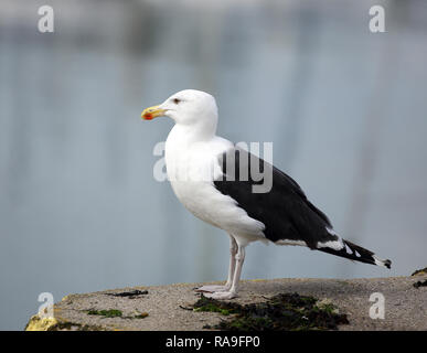 Goéland marin (Larus marinus, debout sur le quai. Banque D'Images