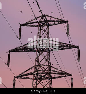 L'étourneau sansonnet, Sturnus vulgaris, le repos sur un pylône d'électricité au coucher du soleil. Banque D'Images