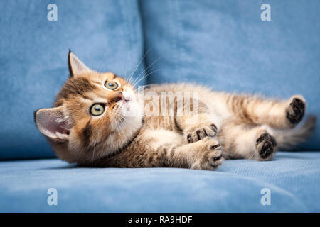 Funny orange British chaton se trouve sur le côté, sur un canapé bleu et recherche. Banque D'Images