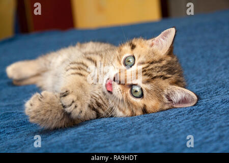 Funny red-haired British chaton fatigué couché sur un lit bleu avec une langue rose de sa bouche. Banque D'Images