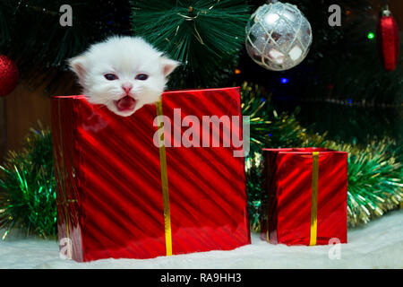 Un petit chaton British blanc colle sa tête hors de la boîte avec un cadeau de Noël, un chaton en cadeau pour la nouvelle année. Banque D'Images