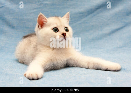 Chaton British blanc couché sur un fond bleu avec de larges pattes de devant et regardant vers la droite Banque D'Images