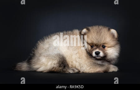 Mignon bébé chiot Pomeranian fixant côté, à tout droit à côté d'appareil photo avec les yeux noir brillant. Isolé sur fond noir. Banque D'Images