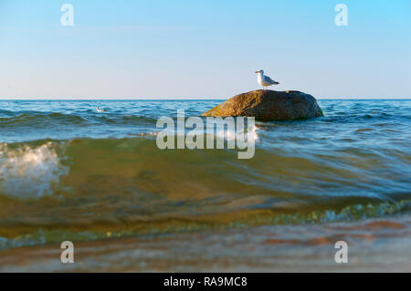 Mouette solitaire sur une pierre, l'oiseau sur une pierre dans la mer Banque D'Images