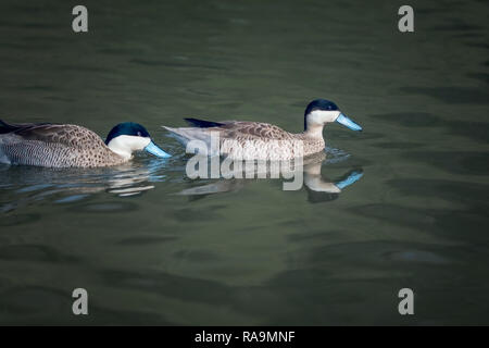 Canards mâles de remorquage la natation dans un lac Banque D'Images