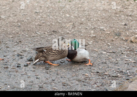 Un canard colvert mâle et femelle s'engager dans une lutte pour la domination Banque D'Images