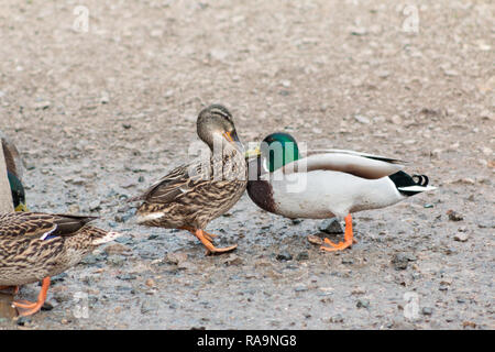 Un canard colvert mâle et femelle s'engager dans une lutte pour la domination Banque D'Images