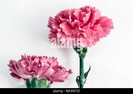 Deux fleurs oeillet rose sur un fond blanc Banque D'Images