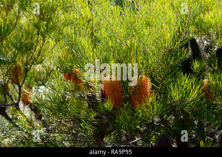 Banksia spinulosa var cunninghamii Banksia cunninghamii en épingle,,Banksia, orange, golden,flower,fleurs,plantes,arbustes,arbustes,jardin,Floral RM Banque D'Images