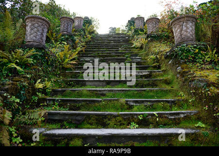 100 étapes, une centaine d'étapes,terrasse,voie,chemin,terrasses,terrasse,jardin,fern,fougères,capot,mousse,couverts,Bantry House and Gardens, West Cork Jardin Tr Banque D'Images