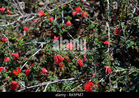 Calliandra californica,Baja fairy duster,fleurs,rouge,fleurs,fleurs,arbustes arbustes à fleurs,RM Banque D'Images