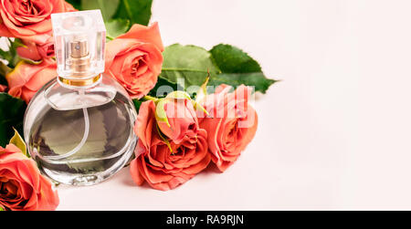 Le parfum et roses de corail sur un fond rose. Banque D'Images