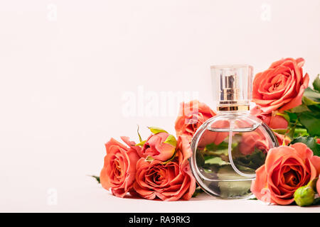 Entourée de récifs parfum roses sur fond rose. Banque D'Images