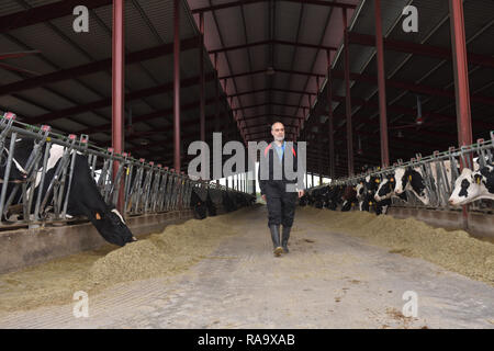 Exploitant agricole travaillant dans la ferme de la vache Banque D'Images