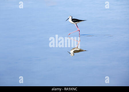 Stork avec blanc et plumes noires et rouges jambes marcher dans un lac et se reflétant dans le bleu de l'eau. Banque D'Images