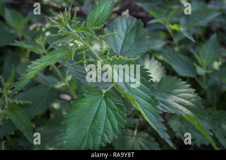 Close up d'une plante l'ortie Banque D'Images