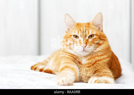 Closeup portrait of ginger cat allongé sur un lit et regardant droit devant la caméra directement dans l'arrière-plan flou. L'accent peu profondes. Banque D'Images
