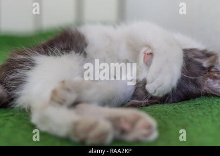 Cute kitten portant sur son dos Banque D'Images