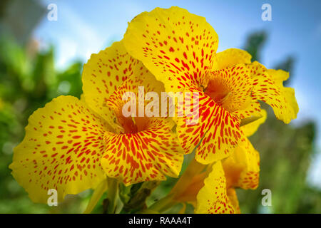 Canna indica fleurs couleur jaune Banque D'Images