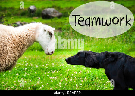 Chien Dovey avec bulle. Texte anglais d'équipe. Green Grass Meadow en Norvège. Banque D'Images