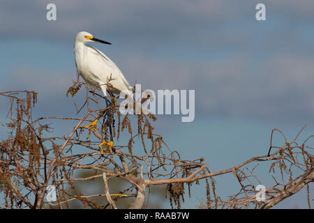 Aigrette neigeuse (Egretta thula), le Parc National des Everglades, en Floride Banque D'Images