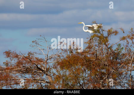 Grande aigrette (Ardea alba), le Parc National des Everglades, en Floride Banque D'Images