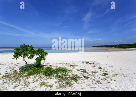 Lonely tree au sable de corail blanc et d'eaux turquoises sur Kondoi Beach, Île Taketomi Island, Îles Yaeyama, Okinawa Prefecture, Japan Banque D'Images