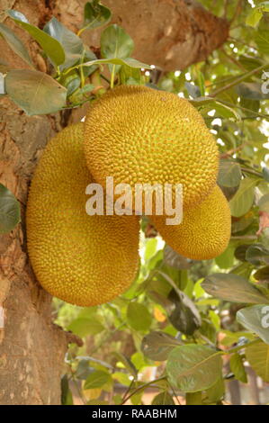 Close up de trois Durian Banque D'Images