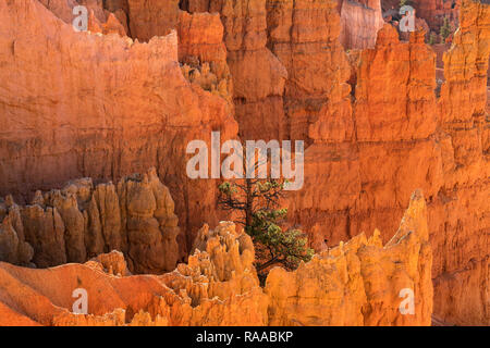 Bryce Canyon National Park, Utah, USA. Donnant sur l'Amphithéâtre de Bryce à partir de ce sentier, montrant des formations de roche Hoodoo et seul pin. Banque D'Images