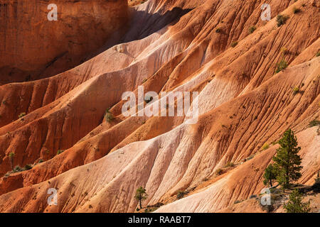 Bryce Canyon National Park, Utah, USA. Canyon des parois en calcaire sédimentaire de l'érosion. Banque D'Images