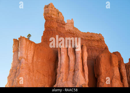 Lone Pine Tree croissant sur les formations de roche calcaire Hoodoo et 'ailerons' à Bryce Canyon National Park, Utah, USA Banque D'Images