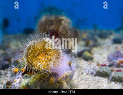 Libre d'une anémone de mer plumeuses avec du jaune et blanc, les couleurs de fond de la vie marine Banque D'Images