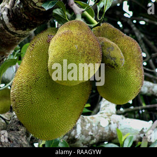 Un groupe de jack fruits Banque D'Images