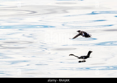 Un adulte, le Guillemot marbré Brachyramphus marmoratus, prendre son envol près de Dawes Glacier, Alaska, USA. Banque D'Images