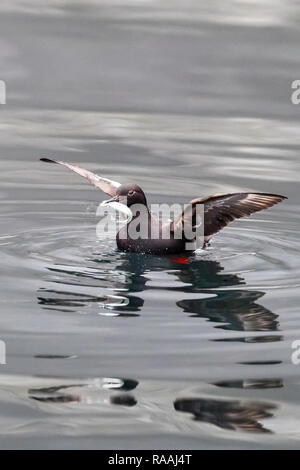 Un adulte, guillemot colombin Cepphus columba, avec des poissons capturés dans Inian Pass, Cross Sound, Alaska, USA. Banque D'Images