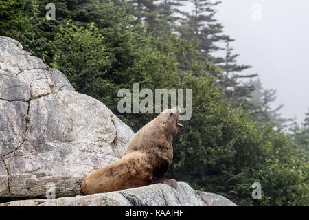 Lion de mer de Steller Eumetopias jubatus,, sur l'île de marbre du Sud, Glacier Bay National Park, Alaska, USA. Banque D'Images