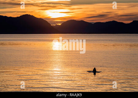 Baleine grise, Eschrichtius robustus, spy-hopping au coucher du soleil, près de Point Adolphus, Icy Strait, sud-est de l'Alaska, USA. Banque D'Images